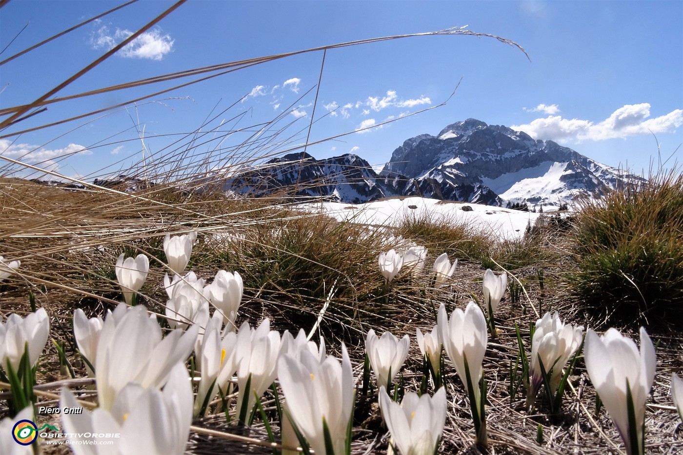 60 Crocus primaverili con Arera da sfondo.JPG